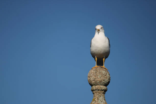 istock Portrait of a seagull looking at the camera. 1358036244