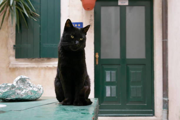 istock Split: Cat in cat village 1358036461
