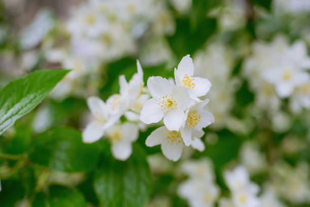 istock Twig with white jasmine flower in spring 1358037502