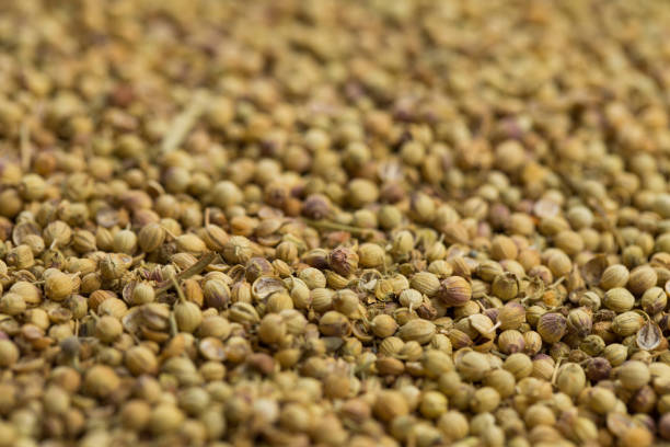 istock Coriander on black wooden background close up 1358037736