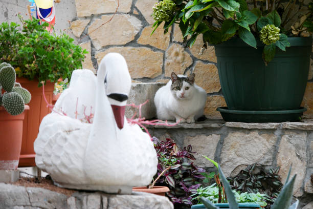 Split, Dalmatia, Croatia - November 2021: Cat and scuplture of swan in a garden of Varos in Split