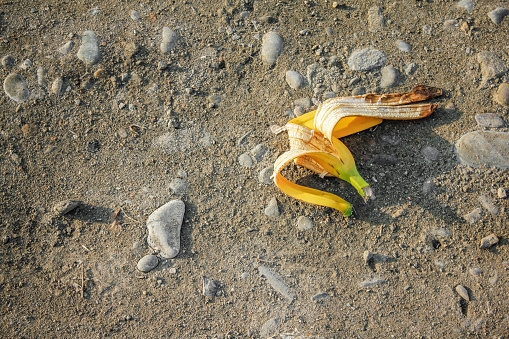 Fresh banana peel thrown to the ground.