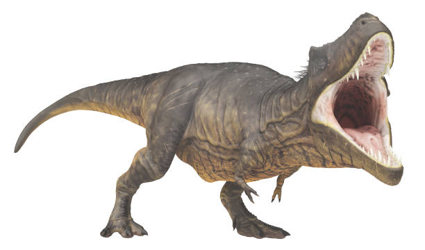 istock Tyrannosaurus Rex isolated on white background 1358039629