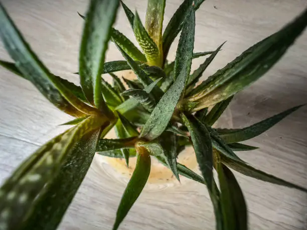 Photo of A close-up from above on a small cactus.