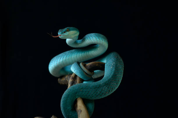 Pit viper Blue insularity viper stock pictures, royalty-free photos & images