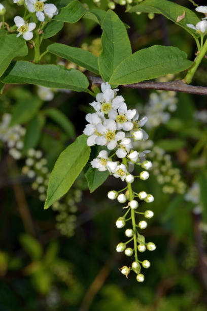 istock Trees bloom, the first sticky leaves appear 1358043058