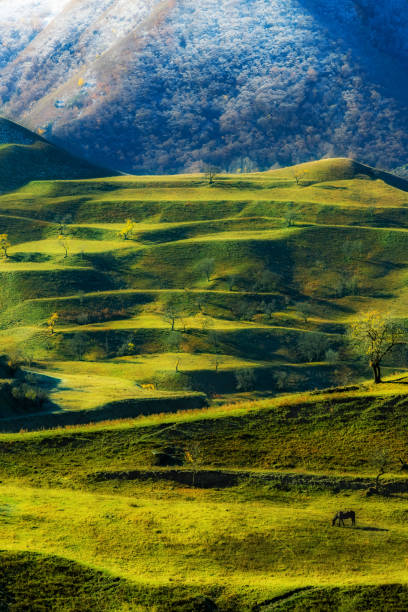 Panoramic view of the terraced fields of Dagestan, Russia. Bright green terraces in the sun. Agriculture near the village of Chokh.