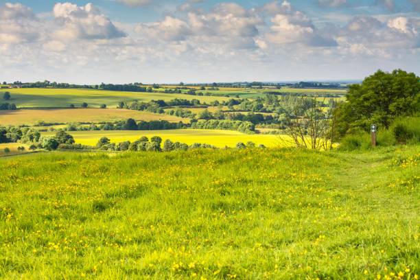istock rural scene of fields in summer 1358045812