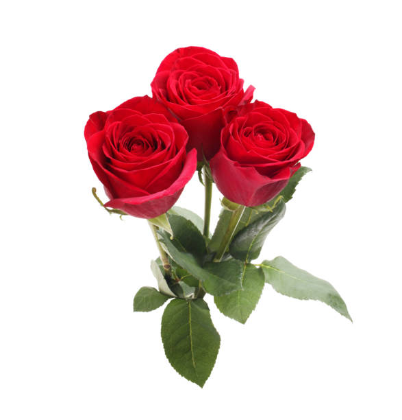 istock Three red rose flowers isolated on white background. 1358048062