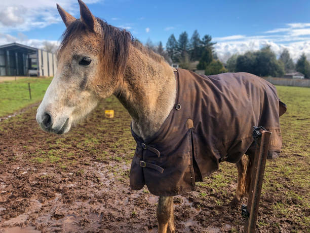 istock Horses on the farm 1358048757