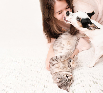 young woman playing with a cat and a dog on a bed, jack russell terrier bites owner by the nose. copy space. lovely pets concept