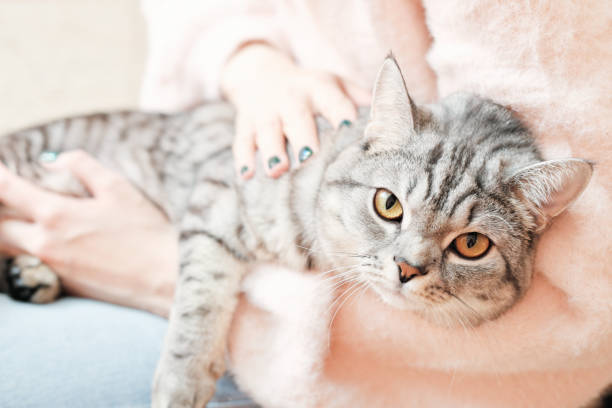 british shorthair cat looking closely at camera while lying on woman's knees. grey tabby cat relaxing with owner indoors