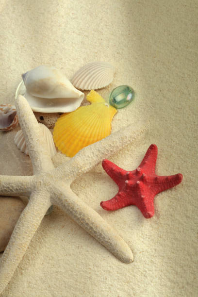 istock Starfish and shell on sand with copy space. Light and shadows minimalism style template vertical background. Beige vintage color tone. 1358051516