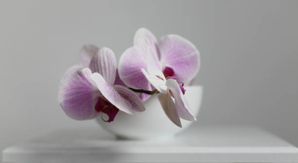 istock Pink phalaenopsis orchid flower in white bowl on gray interior. Selective soft focus. Minimalist still life. Light and shadow nature horizontal background. 1358051523