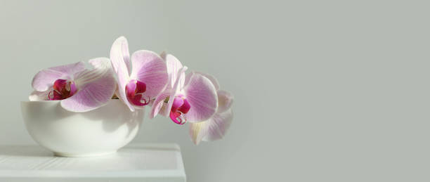 istock Pink phalaenopsis orchid flower in white bowl on gray interior. Selective soft focus. Minimalist still life. Light and shadow nature horizontal long background. 1358051558
