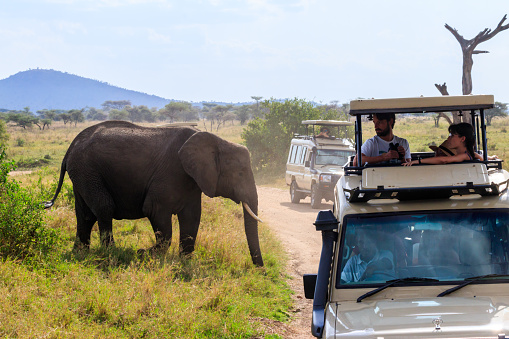 Serengeti, Tanzania - September 11, 2021: Tourists in SUV cars watching and taking photos of african elephant in Serengeti national park, Tanzania