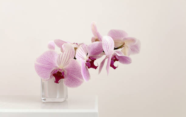 istock Pink phalaenopsis orchid flower in white bowl on beige interior. Selective soft focus. Minimalist still life. Light and shadow nature horizontal long background. 1358051629