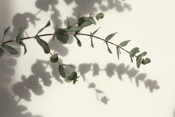 istock Green leaves eucalyptus branch on white wall. Light and shadow nature horizontal background. 1358052177