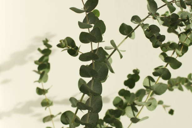 istock Green leaves eucalyptus branch with reflection on white wall. Light and shadow nature horizontal background. Selective soft focus 1358052187