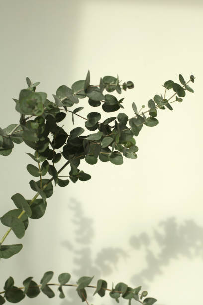istock Green leaves eucalyptus branch with reflection on white wall. Selective soft focus. Light and shadow nature vertical background. 1358052206