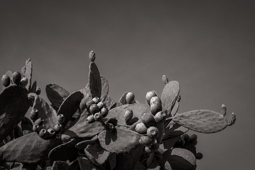 A prickly pear plant in Italian country