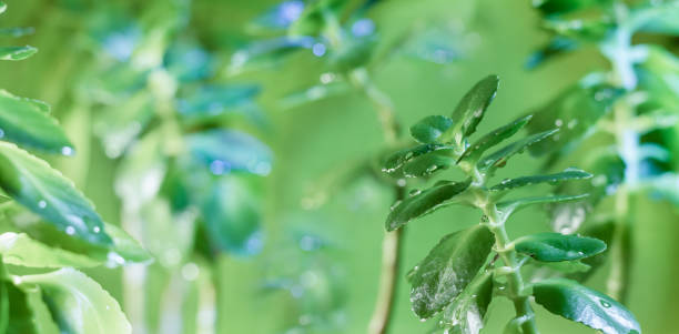 istock Wet green Kalanchoe leaves. 1358058804
