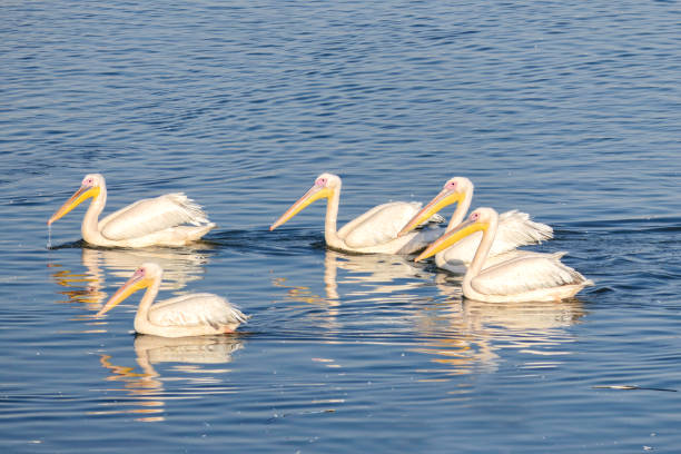 istock Great white pelicans stopping in Israel during migration. 1358060680