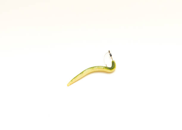 Esca In Plastica Big Bite Baits 6″ Pro Lizard – Green Pumpkin, Confezione Da 50, Per Pesca A Spigola, Luccio E Walleye