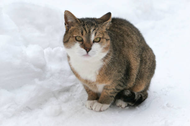 istock Cat in the snow garden 1358063039