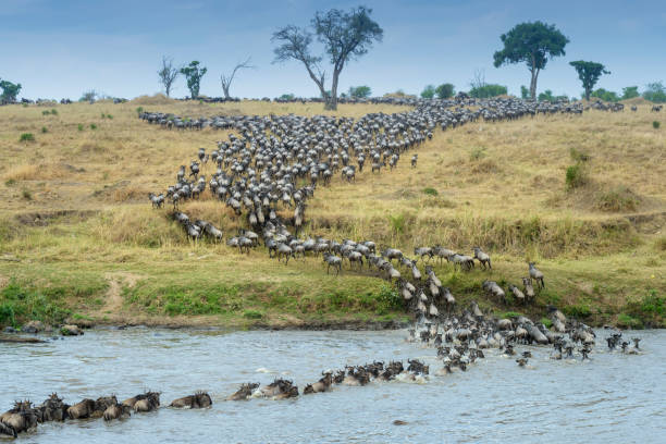 ñu azul, gnu atigrado (connochaetes taurinus) - tanzania fotografías e imágenes de stock