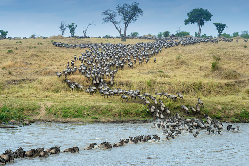Blue wildebeest, brindled gnu (Connochaetes taurinus) herd crossing the Mara river during the great migration, seen from behind, Serengeti national park, Tanzania.