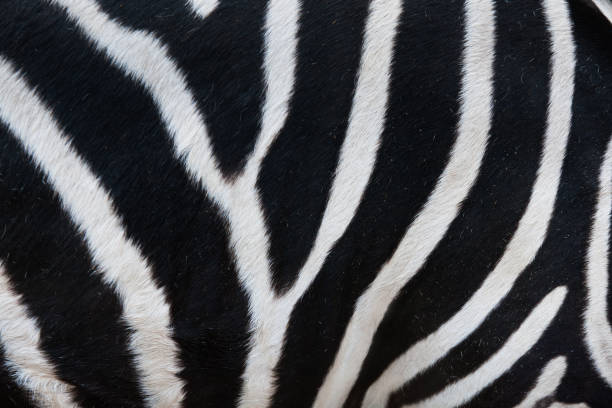 istock Close-up of stripes on zebra fur 1358064929