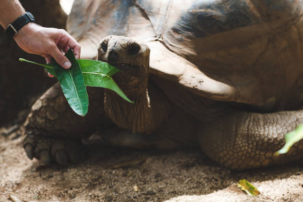 istock land tortoises 1358065089