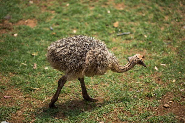 istock Adorable baby ostrich 1358066531