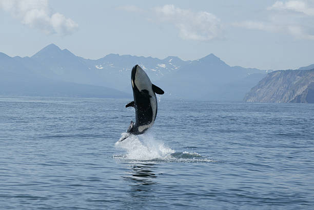 killer whale calf jumping killer whale calf jumping killer whale photos stock pictures, royalty-free photos & images