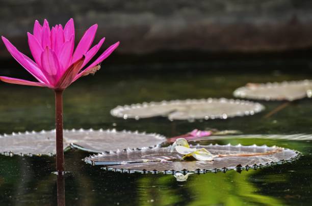 인도 연꽃. - water lily floating on water lotus leaf 뉴스 사진 이미지