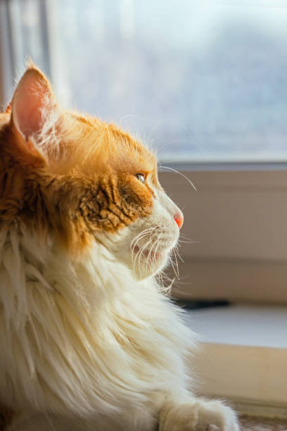 istock Adult ginger cat at window 1358067994