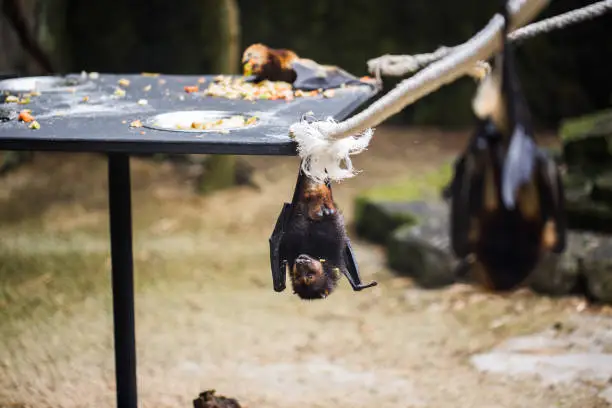Bats are hanging in zoo cage. Giant golden-crowned flying fox.