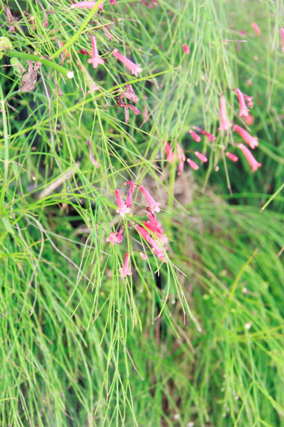 istock small pink flowers on green leaves 1358069241