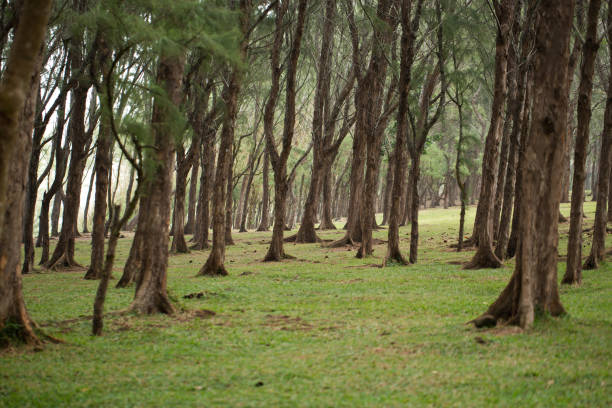 istock Forest on the cliff of Gris Gris, Mauritius. 1358069391