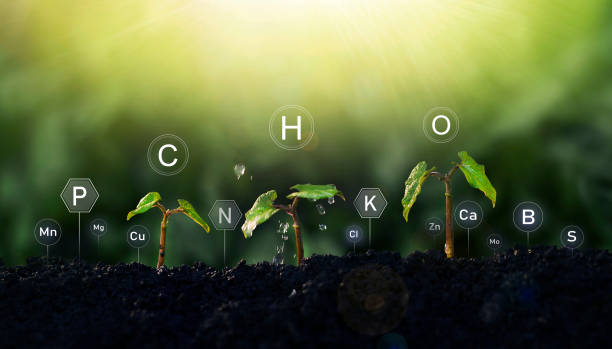 istock Young beans plant on sunny background with digital mineral nutrients icon. Microelements for plants nutrition.Factors necessary for the process of plant growth and development. 1358070413