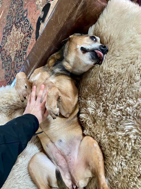 istock Happy dog getting a belly rub 1358073508