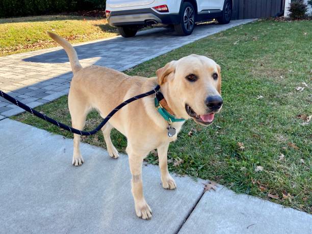 istock Happy dog on a walk 1358073644