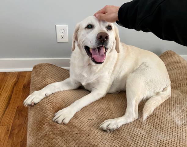 istock Happy dog lying on bed and getting pet on the head 1358073677