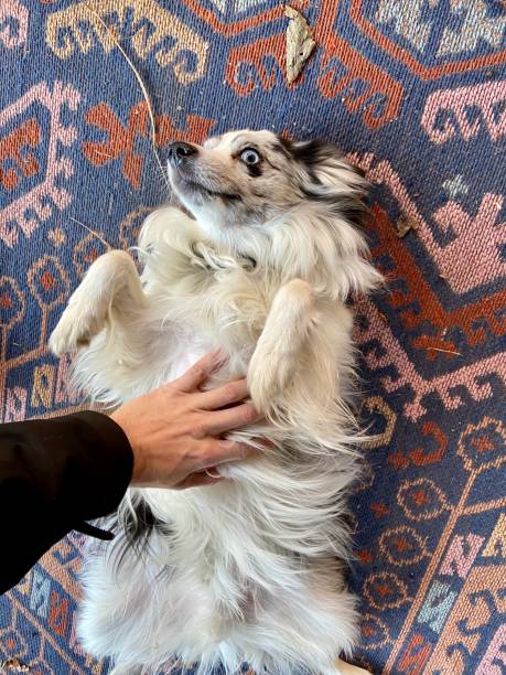 istock Happy Australian Shepherd getting a belly rub 1358073699