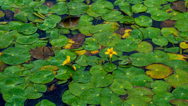 Close up of Fringed water-lily (Nymphoides peltata) Water plants growing wild in the Netherlands peltata stock pictures, royalty-free photos & images