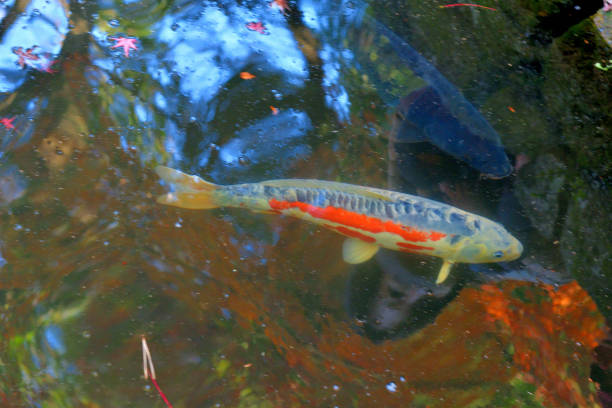 istock Reflection of Autumn Leaf Color on Pond with Colored Carp Swimming 1358075154