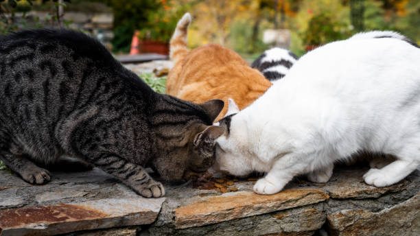 istock Group of stray cats eating 1358076653