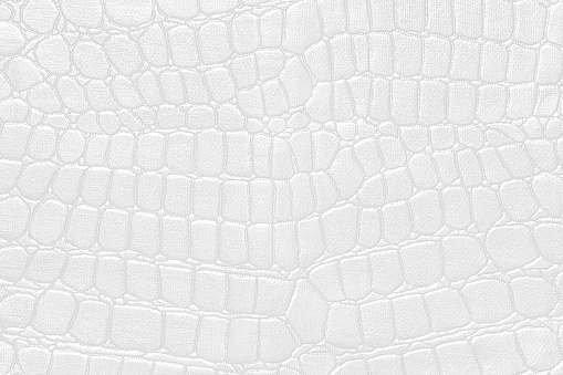 background of white python skin snake, crocodile, trend, fashion, background snake skin, alligator, python fashion luxury