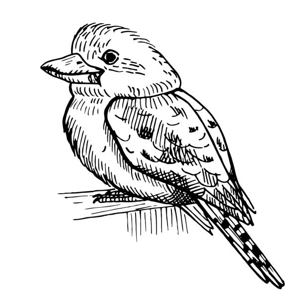 Australian Native Animals Illustrations, Royalty-Free Vector Graphics & Clip Art - iStock Australian Native Animals Illustrations, Royalty-Free Vector Graphics & Clip Art - iStock